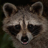 Racoon
